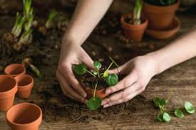 Plant Care AI